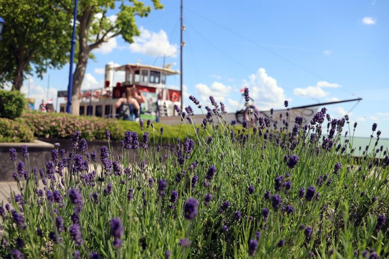 Tihany Ungarn Lavendel