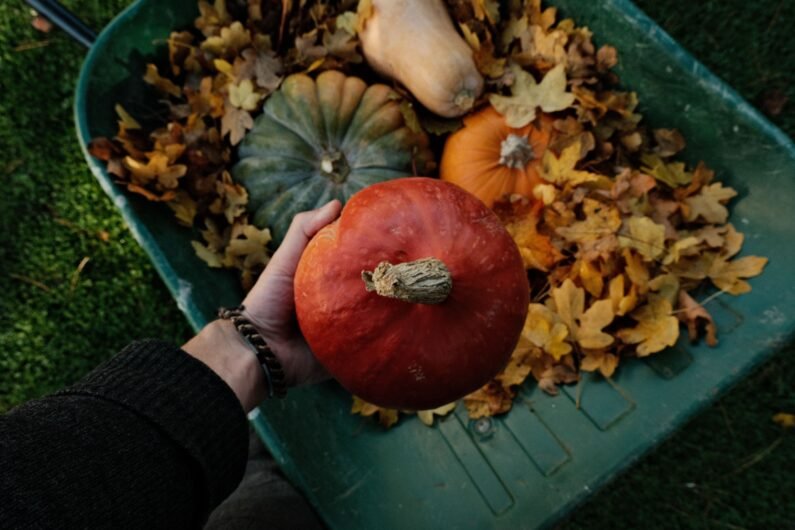 Hand, die einen roten Kürbis hält; eine Schubkarre voller Kürbisse und Herbstblätter